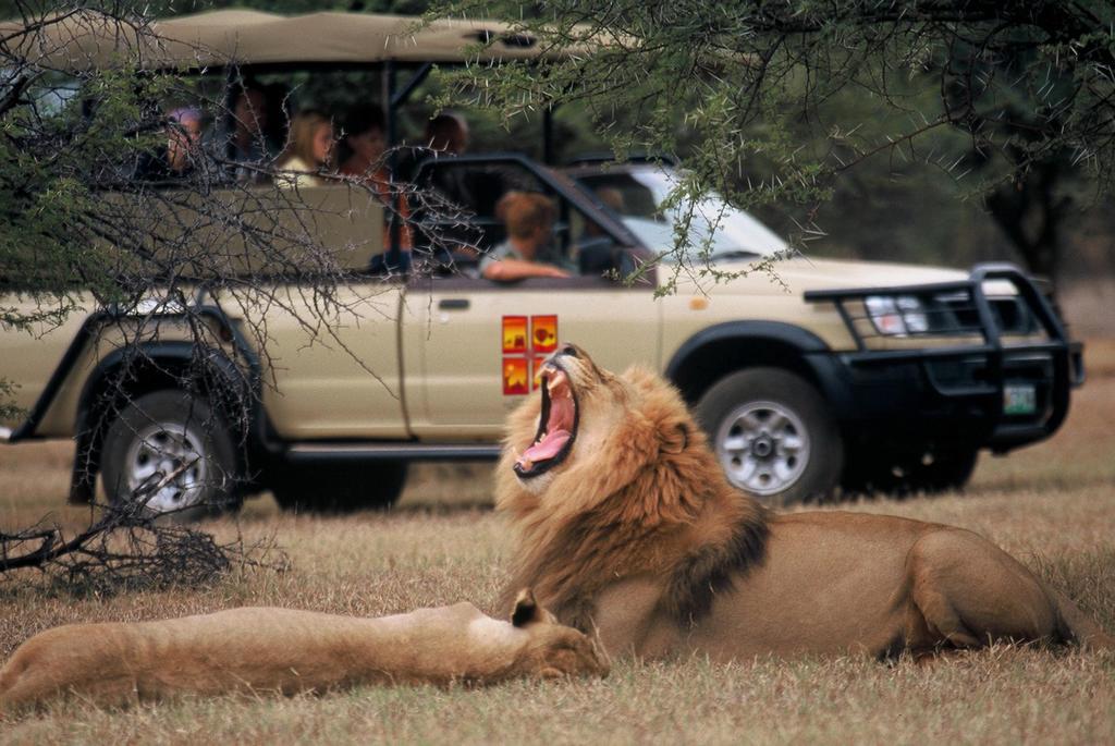 The Palace Of The Lost City At Sun City Resort Eksteriør billede Lion at the Ngorongoro Crater